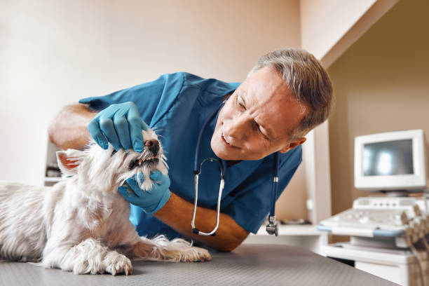 Best Weekend Emergency Dentist in Lawson, MO